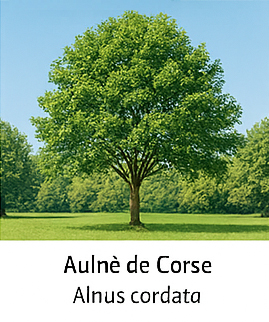 Aulne de Corse